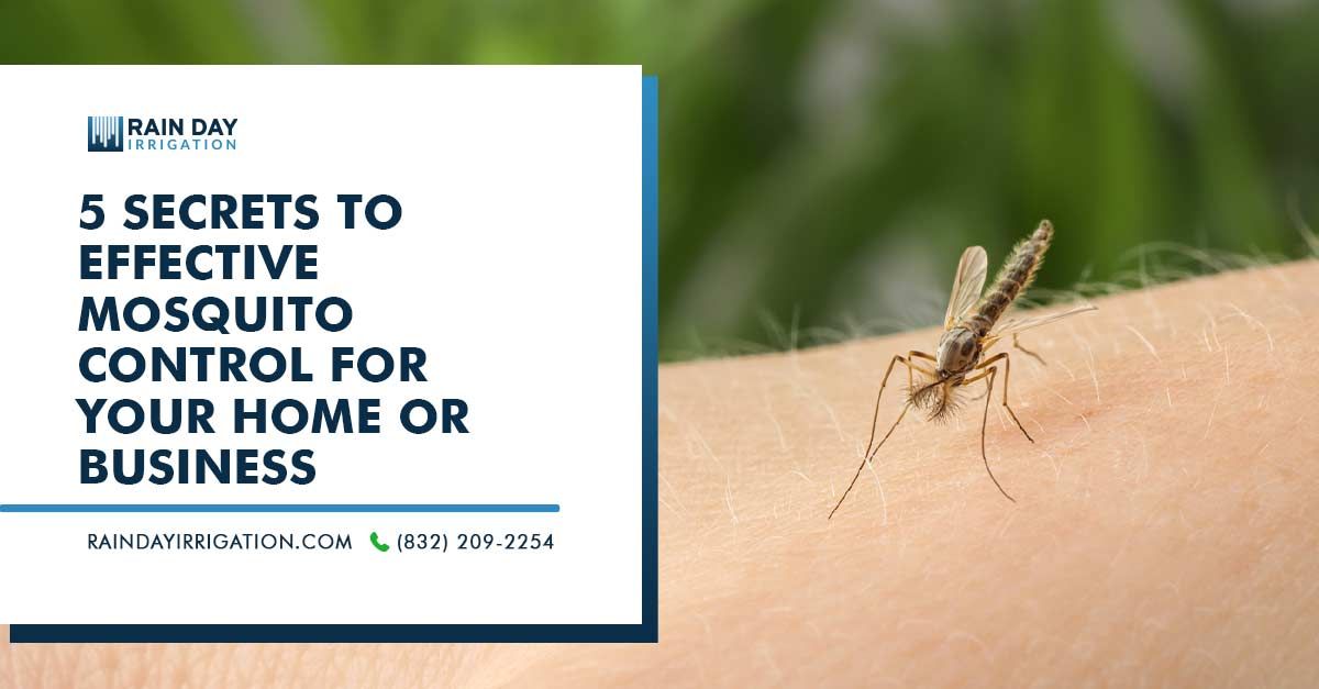 images/Blog/2023/04-April/06-Intro-secrets-to-effective-mosquito-control-for-your-home-or-business.jpg#joomlaImage://local-images/Blog/2023/04-April/06-Intro-secrets-to-effective-mosquito-control-for-your-home-or-business.jpg?width=1200&height=627